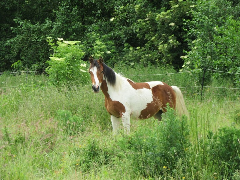 Arabian Partbred Stallion 1 year 14,2 hh Tobiano-all-colors in Nordborg