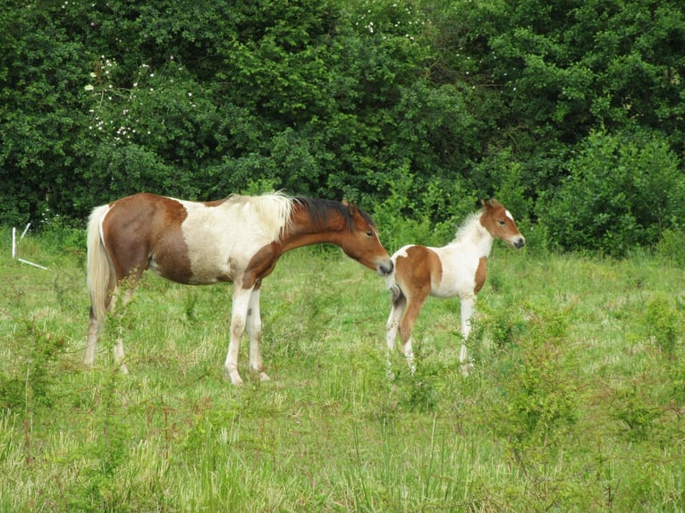 Arabian Partbred Stallion 1 year 14,2 hh Tobiano-all-colors in Nordborg