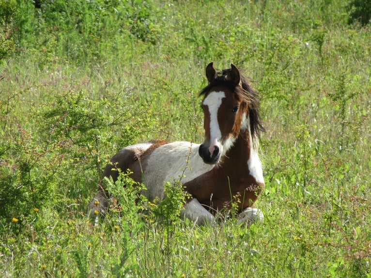 Arabian Partbred Stallion 1 year 14,2 hh Tobiano-all-colors in Nordborg