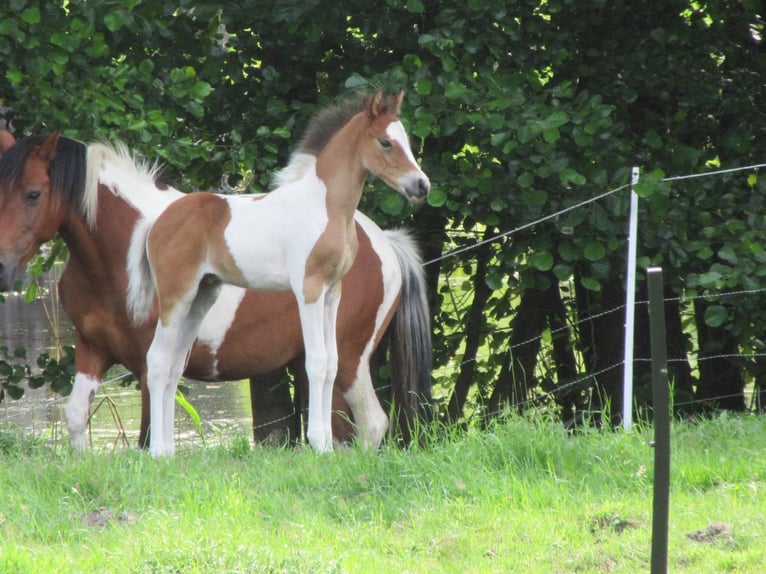 Arabian Partbred Stallion 1 year 14,2 hh Tobiano-all-colors in Nordborg