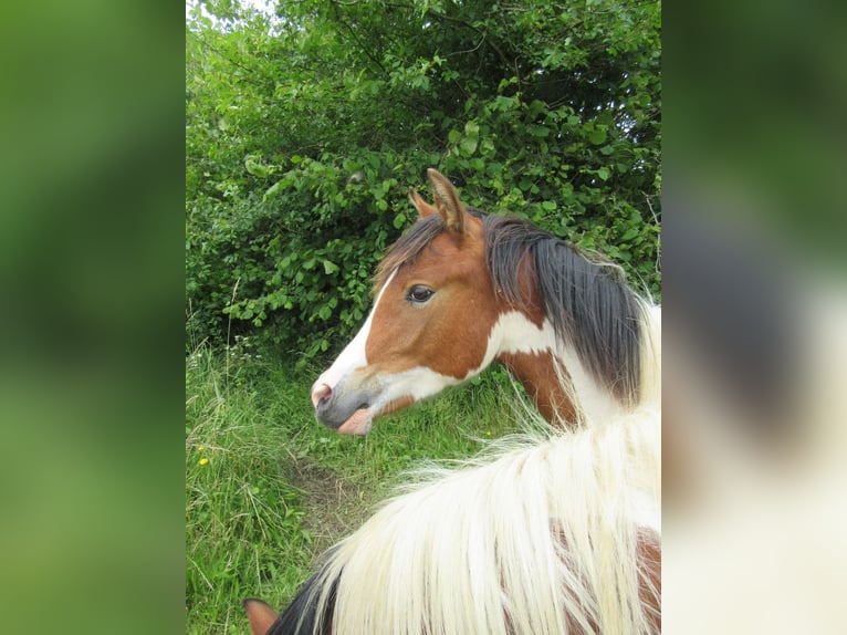 Arabian Partbred Stallion 1 year 14,2 hh Tobiano-all-colors in Nordborg