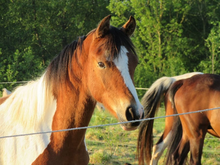 Arabian Partbred Stallion 1 year 14,2 hh Tobiano-all-colors in Nordborg