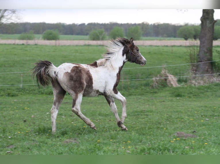 Arabian Partbred Stallion 1 year 14,3 hh Buckskin in Löwenberger Land