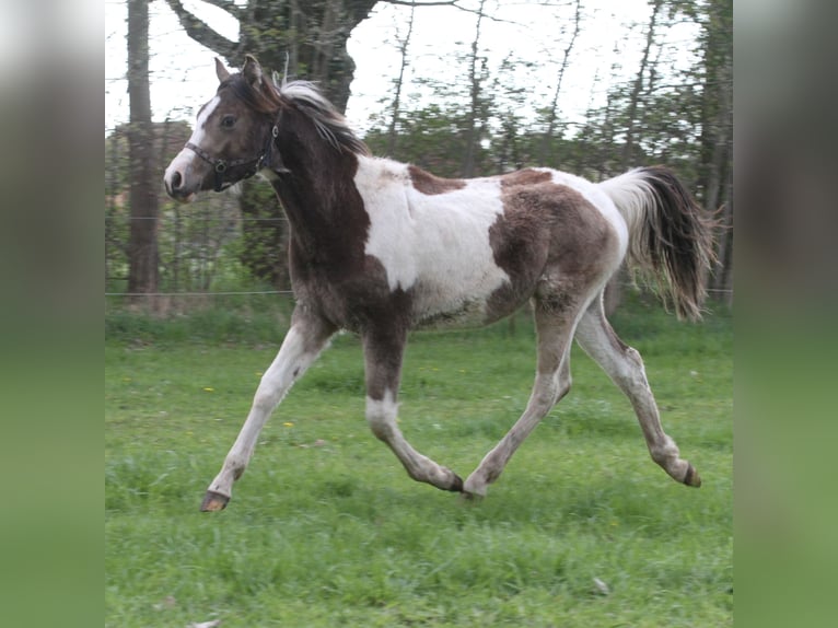 Arabian Partbred Stallion 1 year 14,3 hh Buckskin in Löwenberger Land