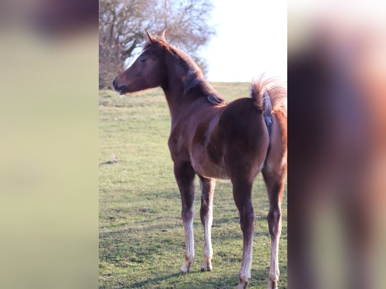 Arabian Partbred Stallion 1 year 14,3 hh Chestnut-Red in Königsberg in Bayern