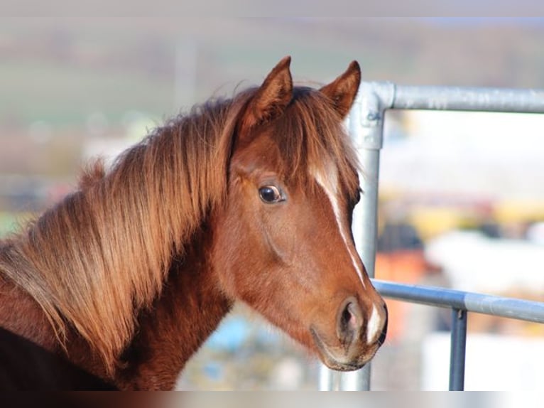 Arabian Partbred Stallion 1 year 14,3 hh Chestnut-Red in Königsberg in Bayern