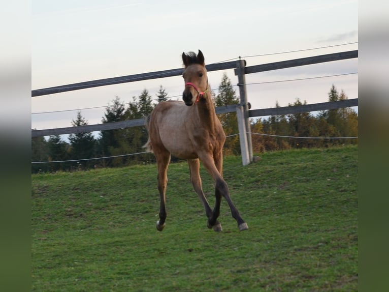 Arabian Partbred Stallion 1 year 14,3 hh Dun in Reibers