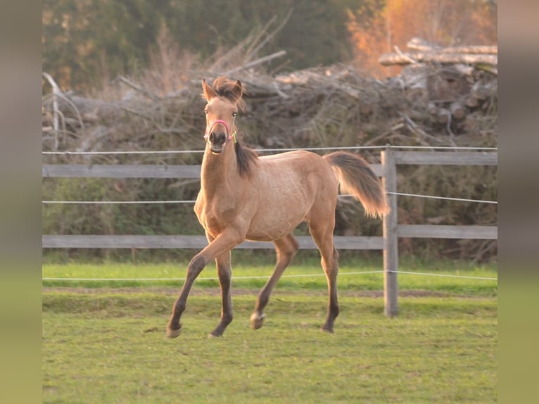 Arabian Partbred Stallion 1 year 14,3 hh Dun in Reibers