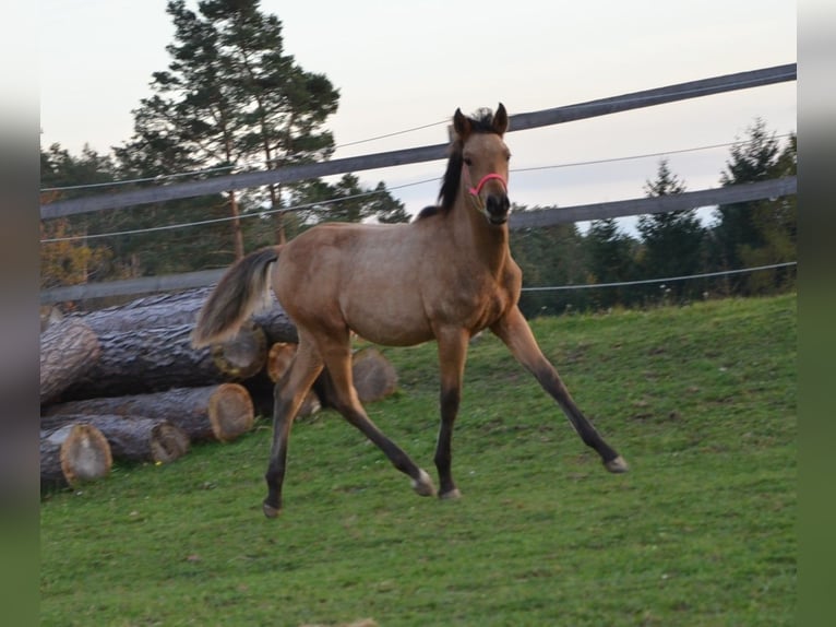 Arabian Partbred Stallion 1 year 14,3 hh Dun in Reibers