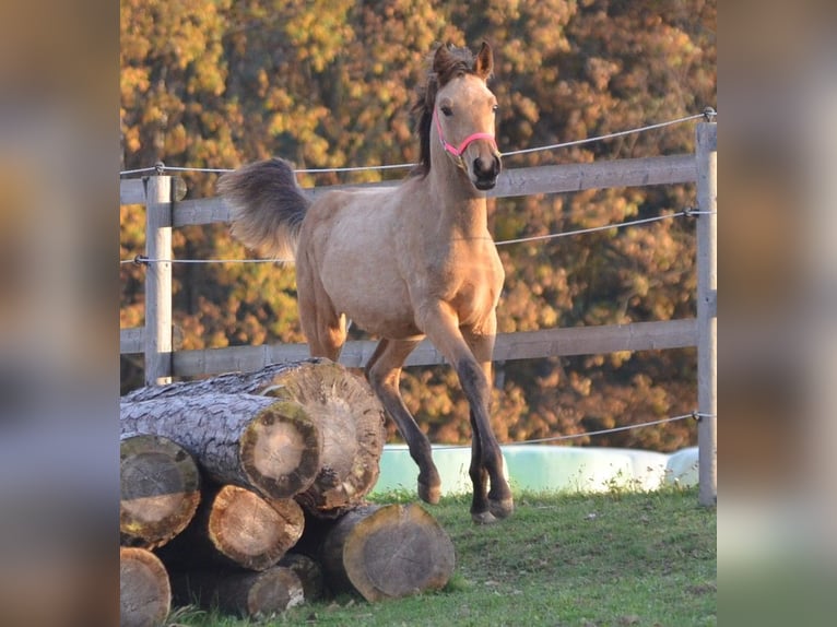 Arabian Partbred Stallion 1 year 14,3 hh Dun in Reibers