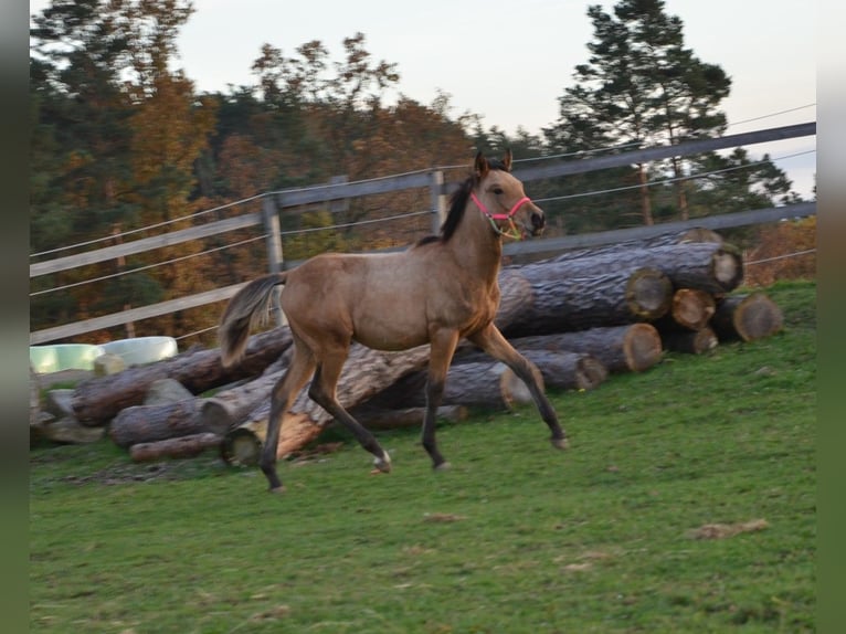 Arabian Partbred Stallion 1 year 14,3 hh Dun in Reibers