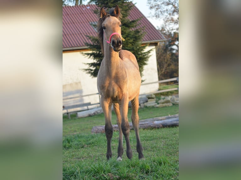 Arabian Partbred Stallion 1 year 14,3 hh Dun in Reibers