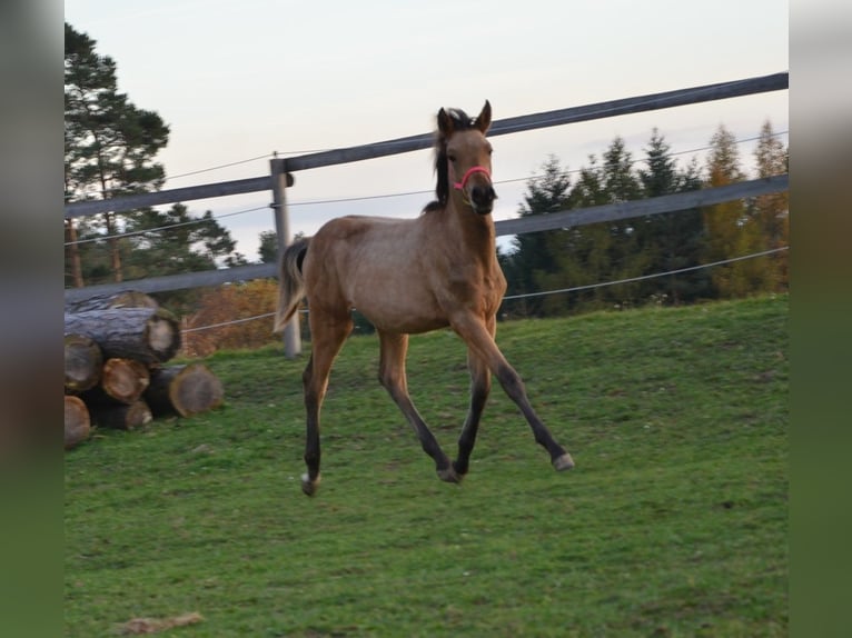 Arabian Partbred Stallion 1 year 14,3 hh Dun in Reibers