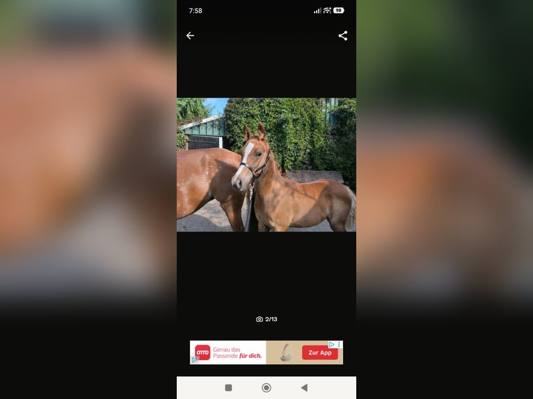 Arabian Partbred Stallion 1 year 14,2 hh Chestnut-Red in Rietberg