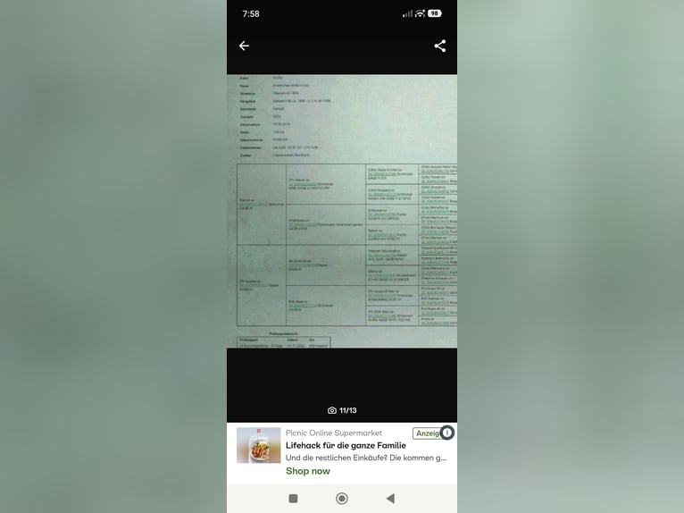 Arabian Partbred Stallion 1 year 14,2 hh Chestnut-Red in Rietberg