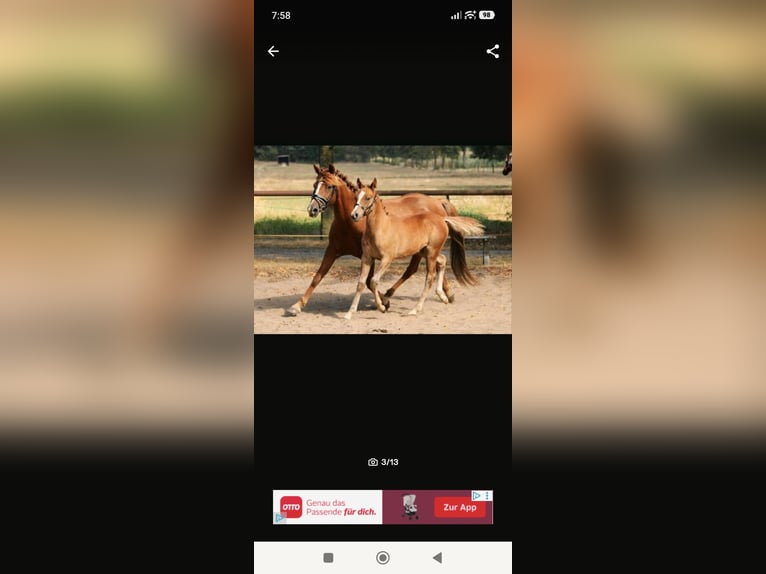 Arabian Partbred Stallion 1 year 14,2 hh Chestnut-Red in Rietberg