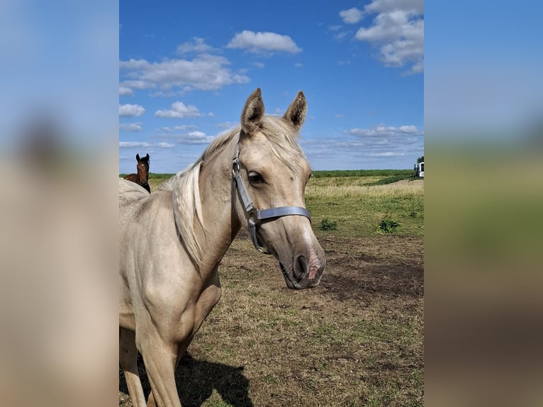 Arabian Partbred Stallion 1 year 14,2 hh Palomino in Gransee