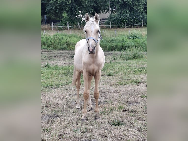 Arabian Partbred Stallion 1 year 14,2 hh Palomino in Gransee