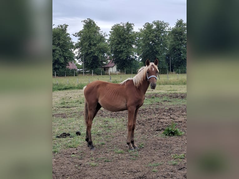 Arabian Partbred Stallion 1 year 14,2 hh Palomino in Gransee