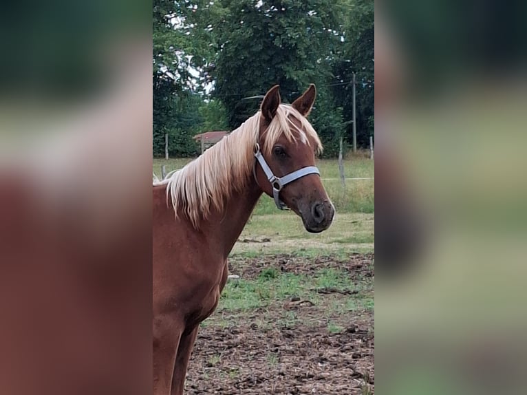 Arabian Partbred Stallion 1 year 14,2 hh Palomino in Gransee
