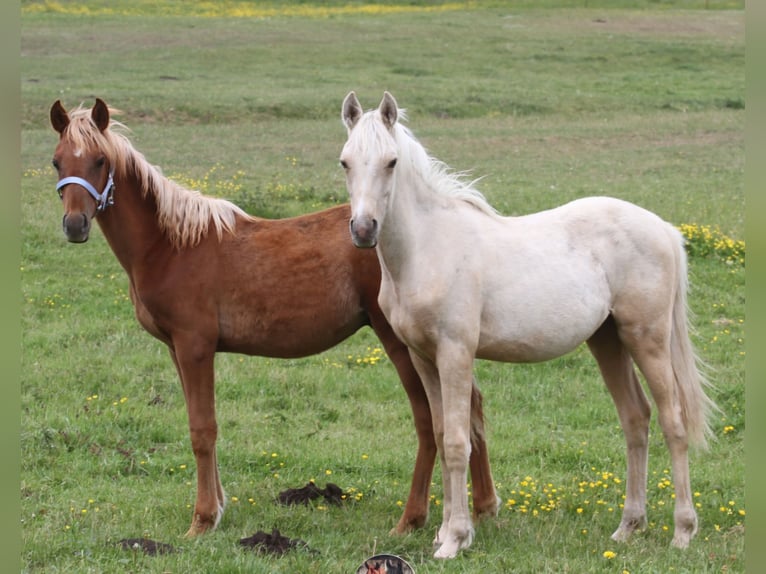 Arabian Partbred Stallion 1 year 14,2 hh Palomino in Gransee