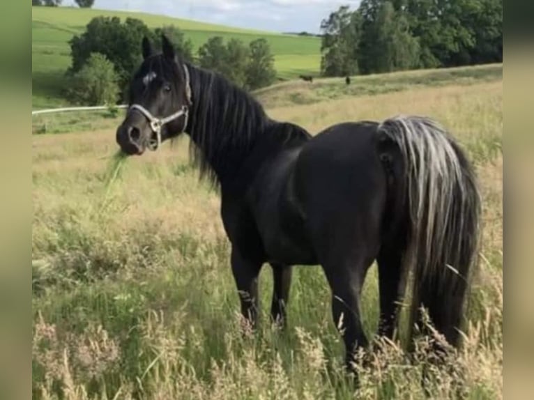 Arabian Partbred Stallion 1 year 14,3 hh Grullo in Haunetal