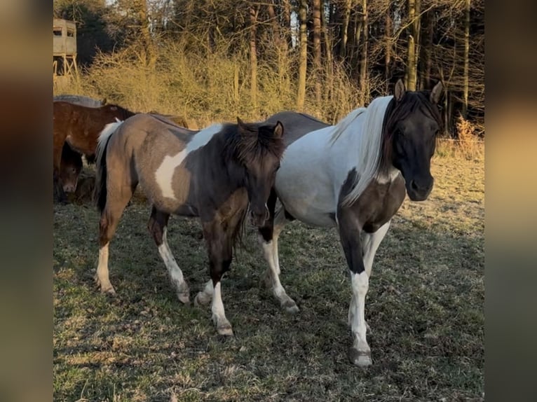 Arabian Partbred Stallion 1 year 14,3 hh Grullo in Haunetal