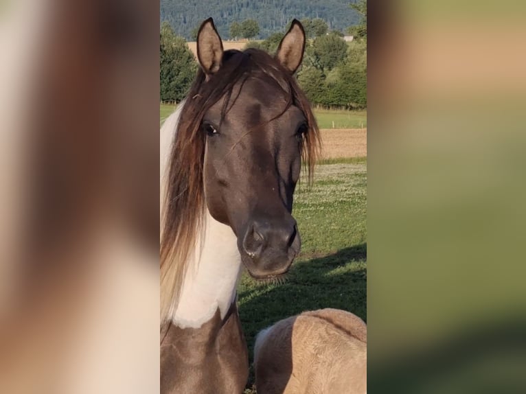 Arabian Partbred Stallion 1 year 14,3 hh Grullo in Haunetal