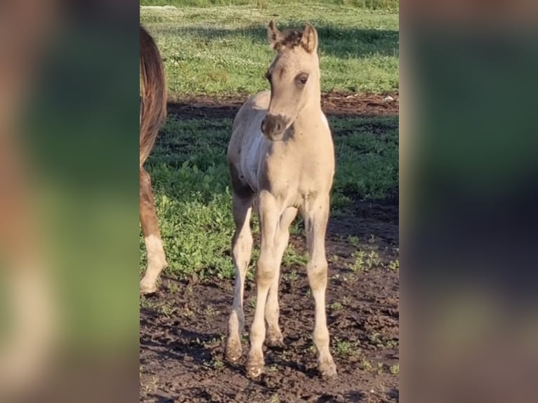 Arabian Partbred Stallion 1 year 14,3 hh Grullo in Haunetal