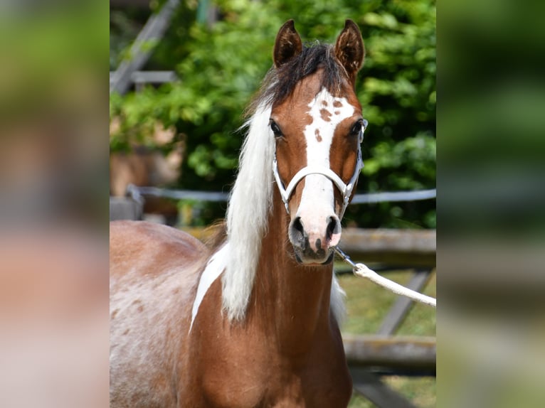 Arabian Partbred Stallion 1 year 14,3 hh Tobiano-all-colors in M&#xF6;rsdorf