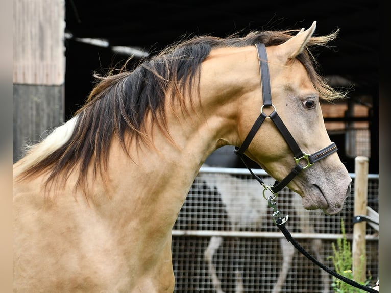 Arabian Partbred Stallion 1 year 14,3 hh Tobiano-all-colors in Mörsdorf