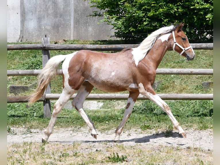 Arabian Partbred Stallion 1 year 14,3 hh Tobiano-all-colors in M&#xF6;rsdorf