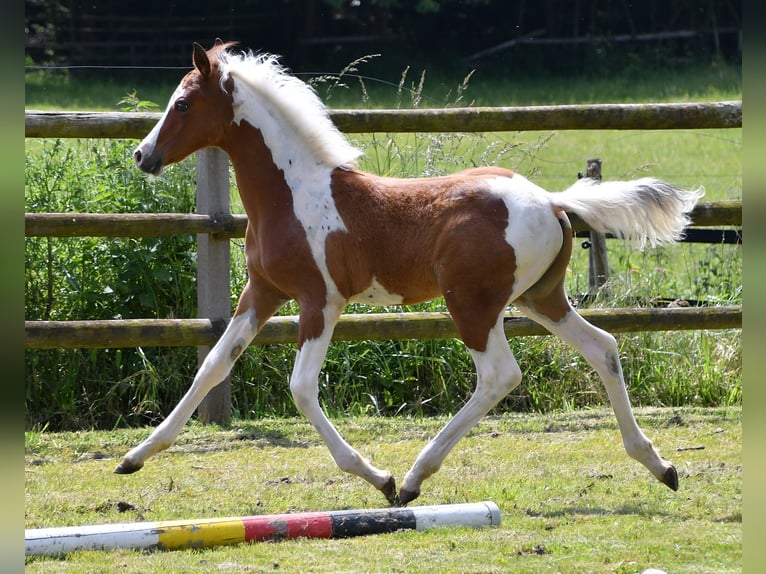 Arabian Partbred Stallion 1 year 14,3 hh Tobiano-all-colors in Mörsdorf