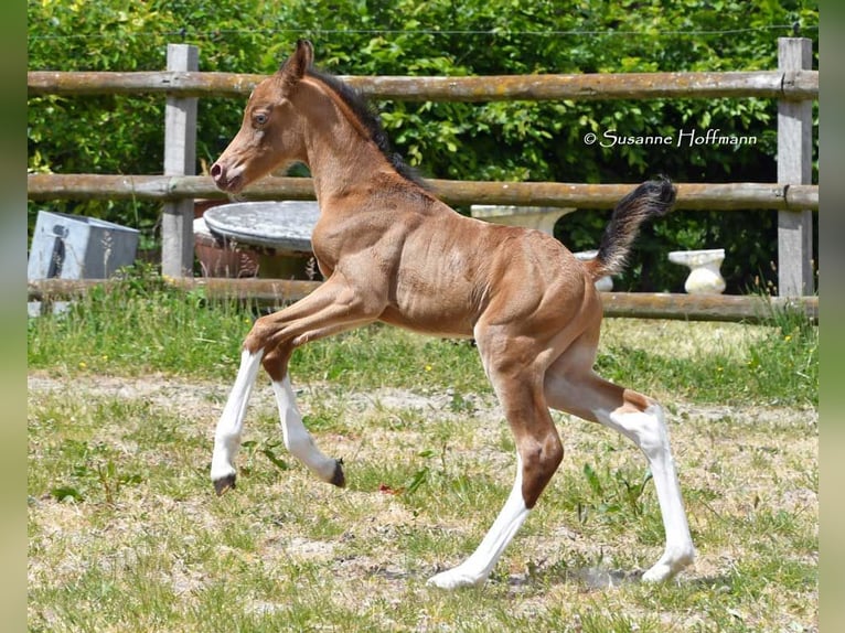 Arabian Partbred Stallion 1 year 15.1 hh Champagne in Mörsdorf