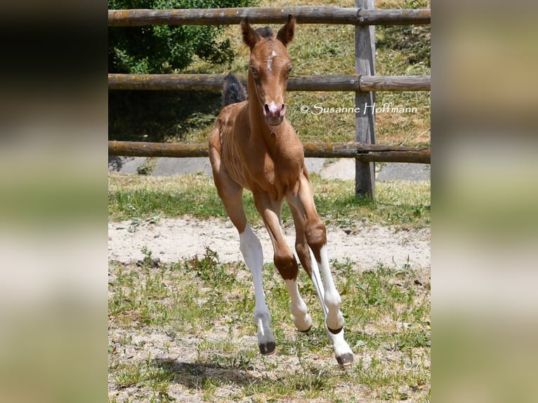 Arabian Partbred Stallion 1 year 15.1 hh Champagne in Mörsdorf