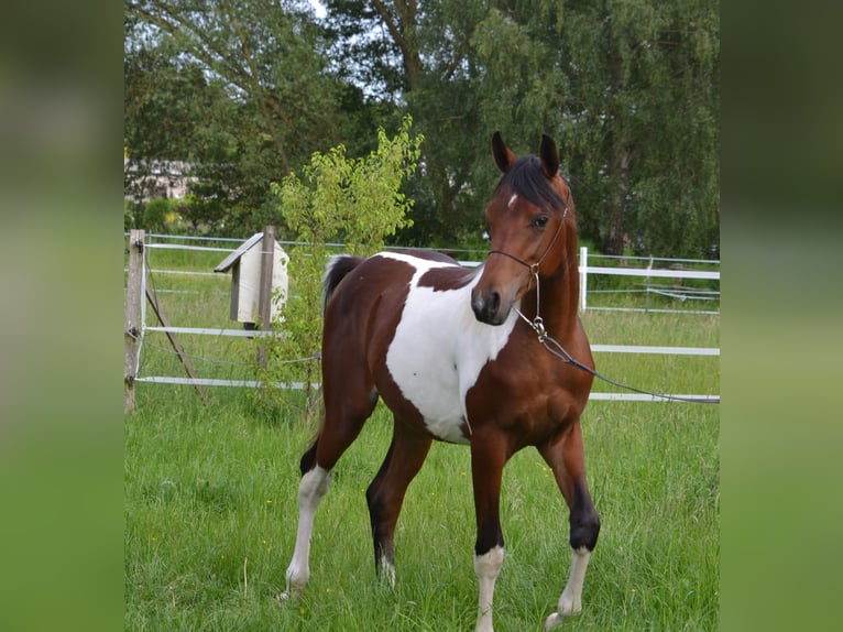 Arabian Partbred Stallion 1 year 15.1 hh Pinto in Steinheim