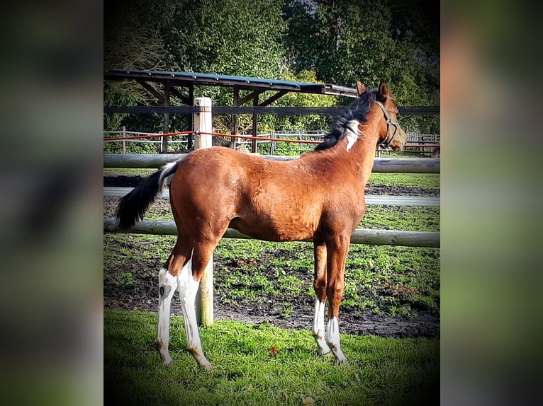 Arabian Partbred Stallion 1 year 15,1 hh Tobiano-all-colors in Sulingen