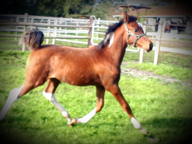 Arabian Partbred Stallion 1 year 15,1 hh Tobiano-all-colors in Sulingen