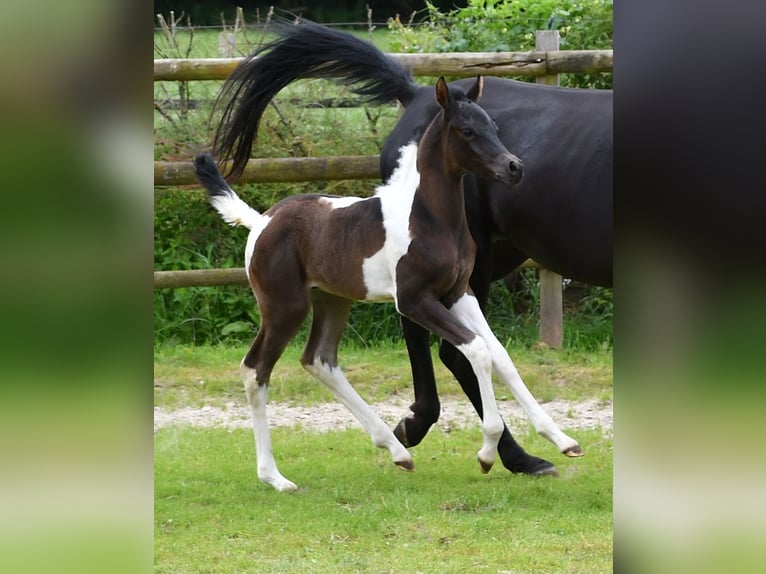 Arabian Partbred Stallion 1 year 15,1 hh Tobiano-all-colors in GödenrothMörsdorf