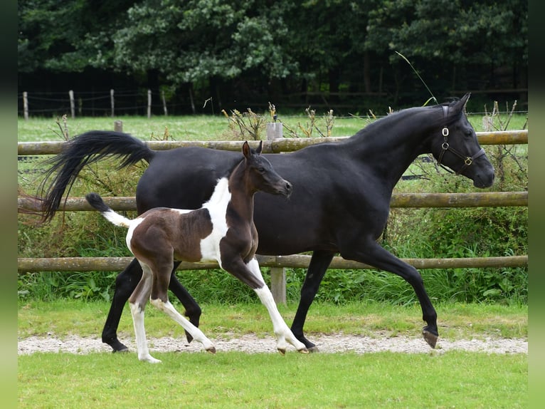 Arabian Partbred Stallion 1 year 15,1 hh Tobiano-all-colors in GödenrothMörsdorf