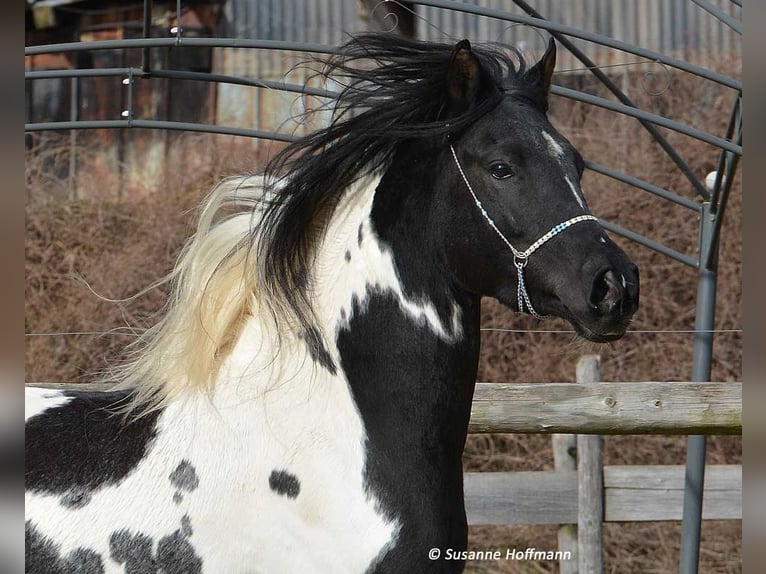 Arabian Partbred Stallion 1 year 15,1 hh Tobiano-all-colors in GödenrothMörsdorf