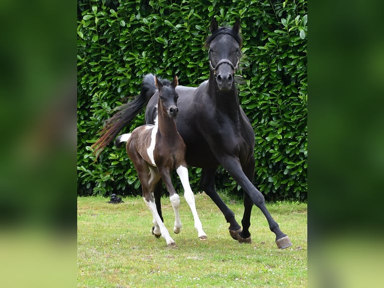 Arabian Partbred Stallion 1 year 15,1 hh Tobiano-all-colors in GödenrothMörsdorf