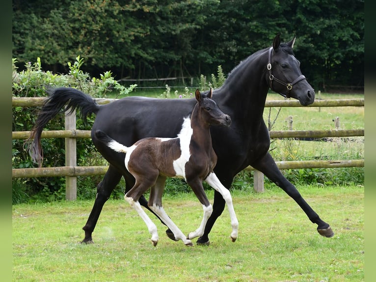 Arabian Partbred Stallion 1 year 15,1 hh Tobiano-all-colors in GödenrothMörsdorf