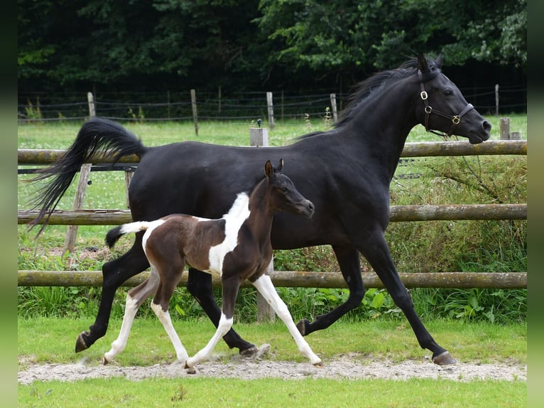 Arabian Partbred Stallion 1 year 15,1 hh Tobiano-all-colors in GödenrothMörsdorf