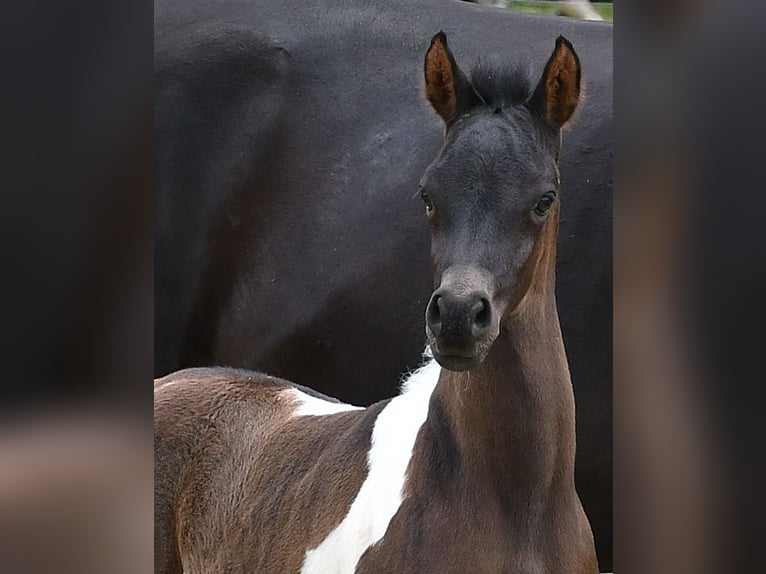 Arabian Partbred Stallion 1 year 15,1 hh Tobiano-all-colors in GödenrothMörsdorf