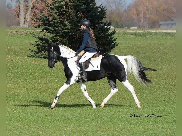 Arabian Partbred Stallion 1 year 15,1 hh Tobiano-all-colors in GödenrothMörsdorf