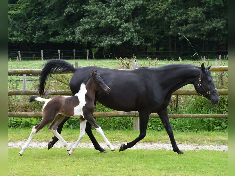 Arabian Partbred Stallion 1 year 15,1 hh Tobiano-all-colors in GödenrothMörsdorf