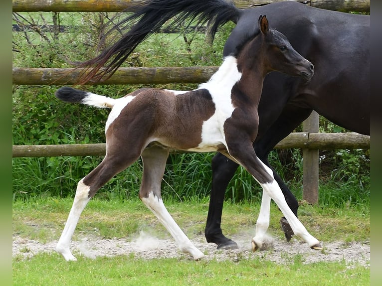 Arabian Partbred Stallion 1 year 15,1 hh Tobiano-all-colors in GödenrothMörsdorf