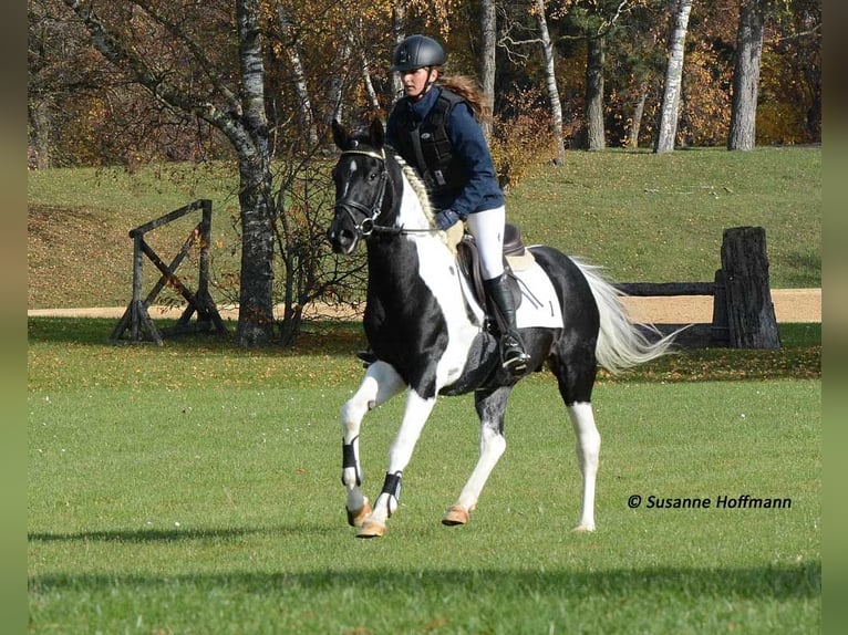 Arabian Partbred Stallion 1 year 15,1 hh Tobiano-all-colors in GödenrothMörsdorf