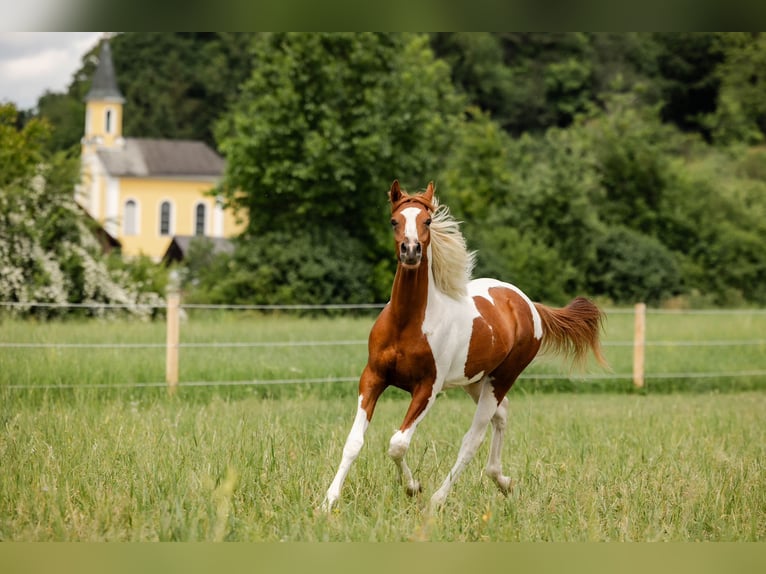 Arabian Partbred Stallion 1 year 15,1 hh Tobiano-all-colors in Ternitz